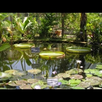 Victoria Cruziana (fam Nympheacees) (Amazonie) (01)